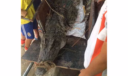 He lo nguon goc ca sau “khung” o ho cau noi tieng Ha Noi