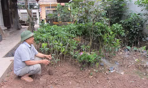 “Ong trum” U70 cat, ghep nhan giong cay thu bac trieu