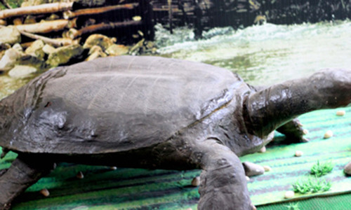 Bi an chuyen rua nang hang tan, nuot ca nguoi o Bac Giang