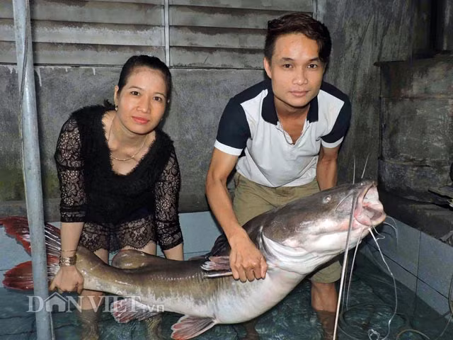 Con cá lăng đuôi đỏ nặng gần 45kg này có giá lên đến hơn 20 triệu đồng.