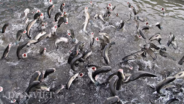 Hiện cá lóc của anh Tín được nuôi bằng thức ăn công nghiệp và có cân nặng từ 300-700 gram/con. Theo anh Tín, đàn cá của anh có thể bay bất cứ thời gian nào trong ngày nhưng bay cao và nhiều nhất là buổi chiều mát.