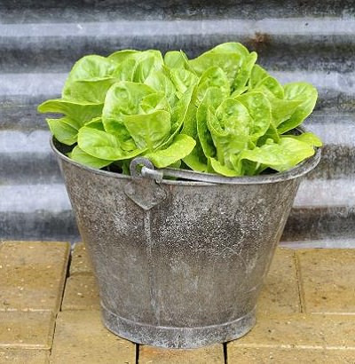 Xà lách lá: Đây là loại dễ trồng và nhanh được thu hoạch nhất. Thời gian trồng lâu nhất cũng chỉ tới một tháng là đã có thể thu hoạch được. Xà lách mỡ: Các lá cuộn tròn vào nhau, vị ăn thì thanh hơn xà lách lá. Loại xà lách mỡ này được trồng chủ yếu vào mùa đông ở nước ta. Rau diếp cải: Đây là "phiên bản nhí" của rau bắp cải, nó khá dễ trồng, sinh trưởng nhanh nhất khi thời tiết nóng, ấm. Xà lách Romaine: Đây là loại xà lách có màu xanh sẫm, gần giống xà lách lá nhưng không xoăn mép nhiều.