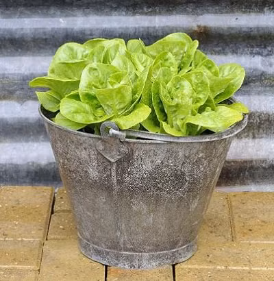 Xà lách lá: Đây là loại dễ trồng và nhanh được thu hoạch nhất. Thời gian trồng lâu nhất cũng chỉ tới một tháng là đã có thể thu hoạch được. Xà lách mỡ: Các lá cuộn tròn vào nhau, vị ăn thì thanh hơn xà lách lá. Loại xà lách mỡ này được trồng chủ yếu vào mùa đông ở nước ta. Rau diếp cải: Đây là "phiên bản nhí" của rau bắp cải, nó khá dễ trồng, sinh trưởng nhanh nhất khi thời tiết nóng, ấm. Xà lách Romaine: Đây là loại xà lách có màu xanh sẫm, gần giống xà lách lá nhưng không xoăn mép nhiều.