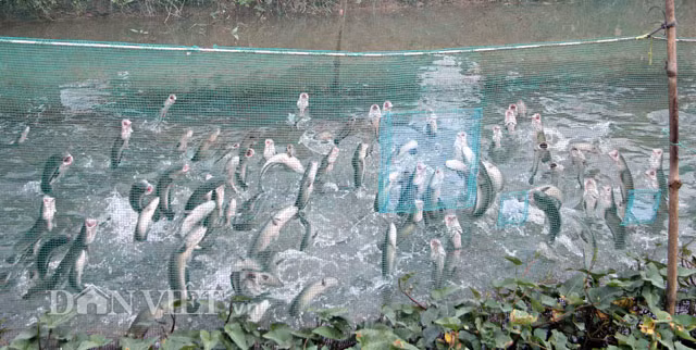 “Thay vì nó trốn đi, chui xuống nước sâu thì hàng chục nghìn con cá lóc của tôi nuôi lại ào ào bay lên trên mặt nước. Ai thấy cũng nói quá lạ và nhiều lần kêu lên: sao lạ quá, sao làm được như thế. Chưa đã mắt, nhiều người còn nhờ tôi làm cho đàn cá bay lên lần nữa để họ lấy điện thoại ra chụp ảnh, quay clip đem về nhà xem lại”- anh Tín nói.