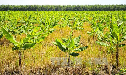 Chuối Nam Mỹ đang được trồng trên vùng đất nhiễm phèn, mặn U Minh Hạ - nơi đến cây cỏ cũng vàng vọt vì nhiễm phèn, mặn.