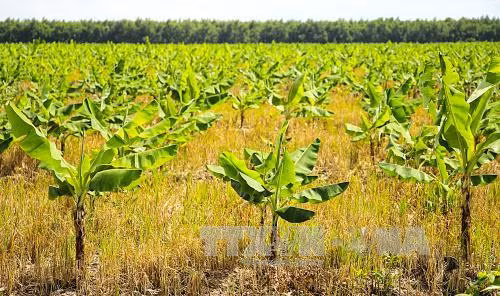 Chuối Nam Mỹ đang được trồng trên vùng đất nhiễm phèn, mặn U Minh Hạ - nơi đến cây cỏ cũng vàng vọt vì nhiễm phèn, mặn.