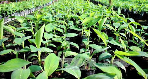 Với ưu điểm là trái to, đủ tiêu chuẩn xuất khẩu, nên chuối già Nam Mỹ cho năng suất, lợi nhuận cao hơn các giống chuối của Việt Nam, người trồng chuối thu nhập đến vài trăm triệu/ha/năm.