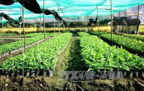 Đây là loại chuối rất thích hợp với vùng đất U Minh Hạ, nơi có độ phèn, mặn khá cao, việc đầu tư trồng, chăm sóc chuối đơn giản, có thể nhân rộng trong các hộ dân. Chuối già Nam Mỹ giống được chăm sóc đúng quy trình kỹ thuật trước khi đem đi trồng.