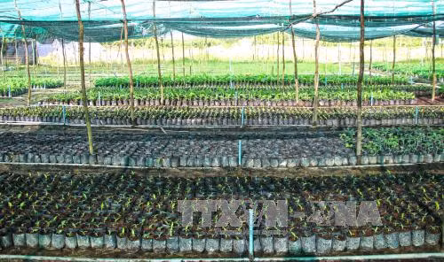 Giống chuối già Nam Mỹ ươm mầm trên vùng đất mũi.