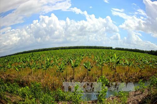 Hiện giống chuối già Nam Mỹ vẫn được Công ty xuất nhập khẩu chế biến gỗ Cà Mau tiếp tục trồng trong dự án thử nghiệm.