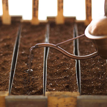 Sau đó lấp đất và tưới nước.