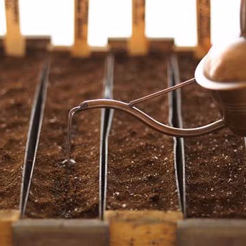 Sau đó lấp đất và tưới nước.