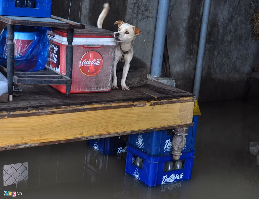 Chú chó ngơ ngác đứng trên bàn tránh lũ dâng cao tràn vào nhà dân ở huyện Phú Hòa.