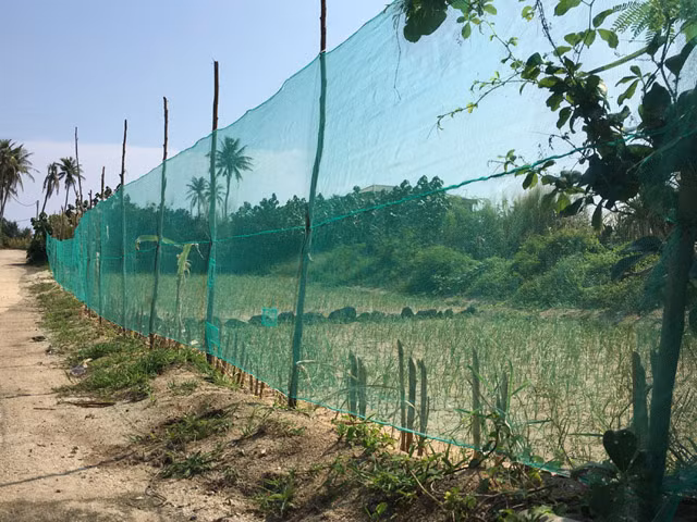 Bờ lưới để bảo vệ ruộng tỏi.