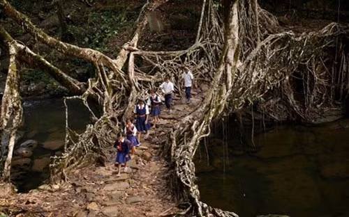 Người dân ở bang Meghalaya, Đông Bắc Ấn Độ không cần phải xây dựng cầu. Những rễ cây ở đây đã phát triển mạnh mẽ và kết nối lại thành cầu. Một cây cầu rễ cây như vậy có sức chứa đến 50 người. (ảnh: Reddit).