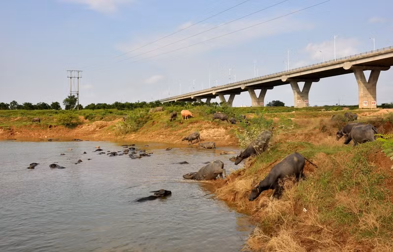 Sau thời gian gặm cỏ, đàn trâu lại ùa xuống dòng nước sông Hồng để đằm mình.