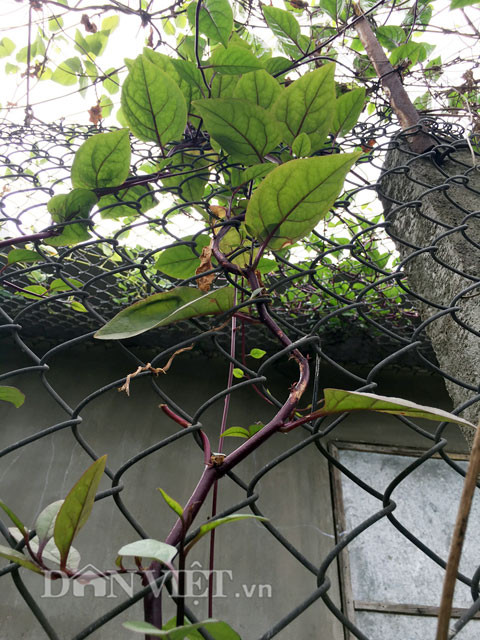 Nếu như loại được trồng phổ biến ở nước ta là mồng tơi trắng có phiến lá nhỏ, thân mảnh, thân và lá có màu xanh nhạt... thì mồng tơi tím có phiến lá nhỏ, thân và gân lá có màu tím đỏ.