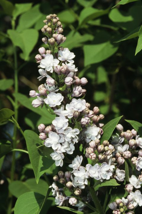 Tử đinh hương Bạn là người yêu thích sự cổ điển và lãng mạn. Giống như bông hoa tử đinh hương, bạn luôn có cách sống tích cực, hướng về phía trước, biết cách làm nổi bật bản thân một cách tự nhiên nhất.