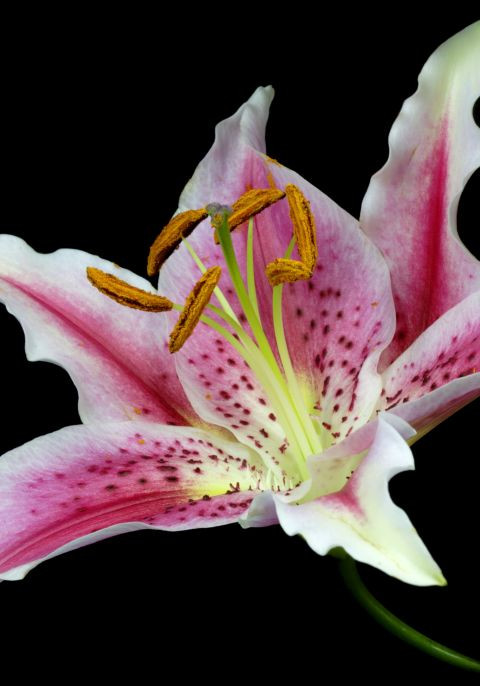 Lily (loa kèn, hoa ly, huệ tây) Bạn có niềm đam mê bất tận với những đôi giày. Loài hoa này thể hiện bạn là người độc lập trong các mối quan hệ.