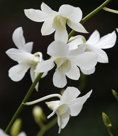 Hoa lan Bạn thích mặc những bộ trang phục có họa tiết ren hoặc da báo. Trong mắt mọi người bạn tinh tế và có chút bí ẩn.