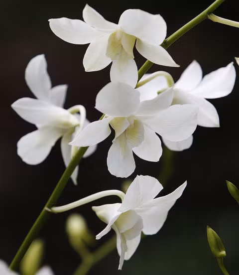 Hoa lan Bạn thích mặc những bộ trang phục có họa tiết ren hoặc da báo. Trong mắt mọi người bạn tinh tế và có chút bí ẩn.