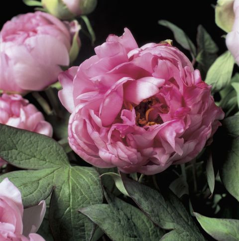 Mẫu đơn Hoa mẫu đơn cho thấy người yêu thích nó là người mỏng manh, yếu đuối và rất nữ tính. Đây là người nhanh chóng thích nghi khi chuyển đến một môi trường làm việc hay nơi ở mới.