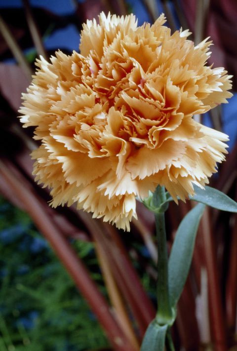 Cẩm chướng Sở trường của bạn là triết học và ngoại ngữ. Loại hoa mộc mạc này còn cho thấy bạn là người có đam mê du lịch.