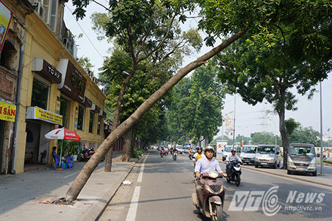 Nhiều người đi đường vô cùng lo sợ khi thân cây có thể đổ sập bất cứ lúc nào.