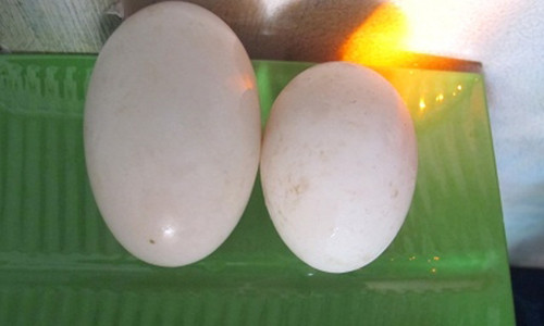 Quả trứng đôi to hơn bình thường của chú vịt kỳ lạ mà gia đình bà Thu sở hữu.