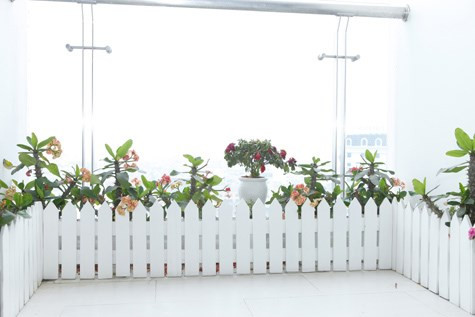 Thụy Vân là người thích chăm sóc hoa và cây cảnh nên cô và chồng đã bố trí khoảng riêng đặt những chậu hoa rực rỡ nơi dễ dàng đón ánh nắng mặt trời.