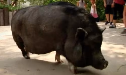 Bat ngo lon i Viet Nam noi tieng o My