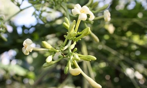 Tien duoc ngua ung thu hieu qua nhat nha nao cung tho o