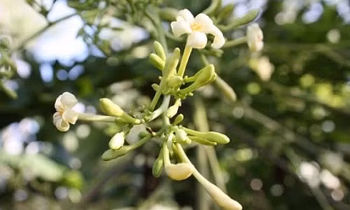 Tiên dược ngừa ung thư hiệu quả nhất nhà nào cũng thờ ơ Tien duoc ngua ung thu hieu qua nhat nha nao cung tho o