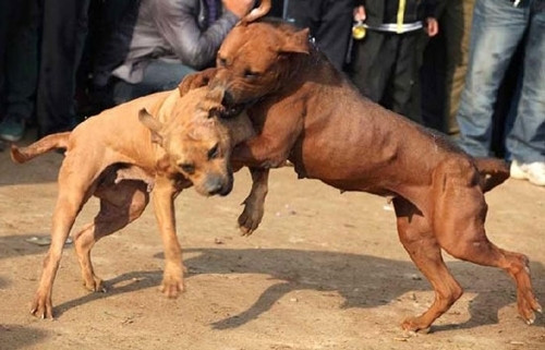 Rung ron mon choi cho trong the gioi ngam nuoc My-Hinh-2