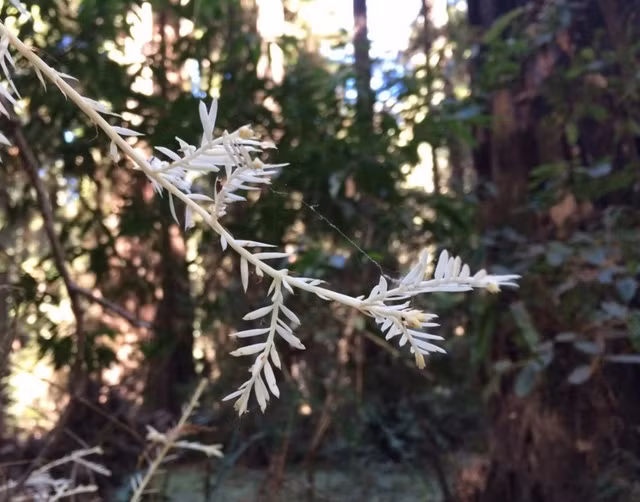 Bi an loai cay song khong can quang hop trong rung