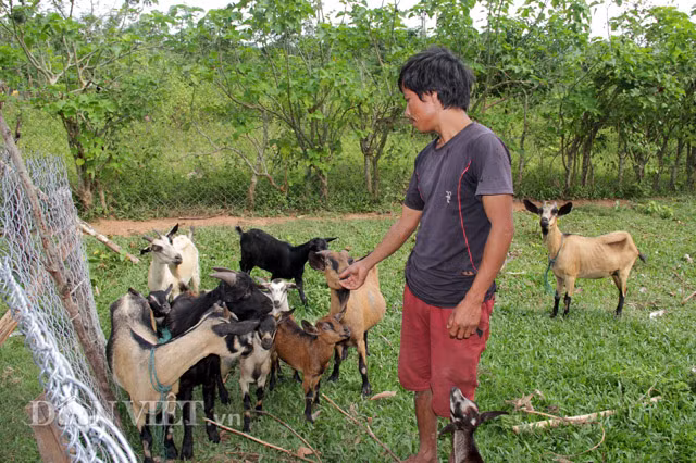 Anh Hồ Văn Hăm (SN 1982, trú Bản 5, xã Thuận, Hướng Hóa) cho biết, dê có trọng lượng khoảng 20kg, nuôi trong vòng 7-8 tháng gọi là dê tơ, cho thịt thơm ngon nhất. Dê cái có giá 110.000-120.000 đồng/kg. Giá dê đực hơn dê cái 10.000 đồng/kg. “Trung bình chuồng dê nhà tôi có từ 20 đến 30 con dê. Hai năm trở lại đây cứ đến dịp gần Tết là có rất nhiều người đến đặt mua dê để ăn. Khách mua 1 con dê khoảng trên 2 đến 3 triệu đồng đem về chia nhau, mỗi gia đình vài kg là có đặc sản chiêu đãi khách quý” – anh Hăm thông tin.