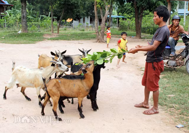 Đặc sản dê núi có thể chế biến được hàng chục món khác nhau đều ngon tuyệt như: dê ủ trấu, chân dê hầm thuốc bắc, dê hấp, nầm dê nướng, dê nướng mọi, dê hầm ngũ vị, dê nướng ngũ vị, canh sơn dược thịt dê, dê xào lăn, dê xào sa tế, dê xào sả ớt, dê né, dê tái chanh, cháo thịt dê, cháo gan dê, tiết canh dê, lẩu dê, cà ri dê, dê nhúng mẻ…