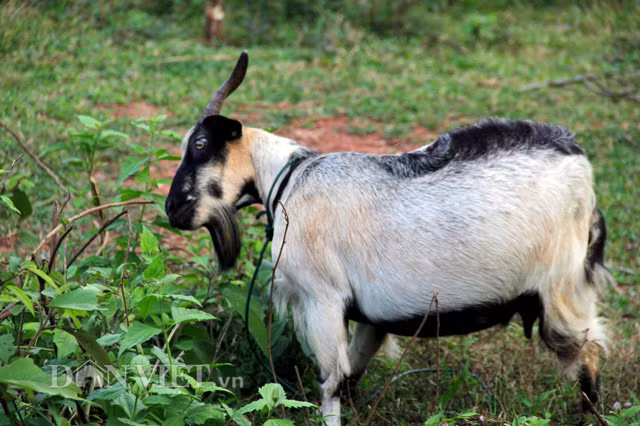 Mỗi con dê tơ 20kg có giá trên 2 triệu đồng sẽ trở thành đặc sản đãi khách quý dịp Tết đến xuân về.