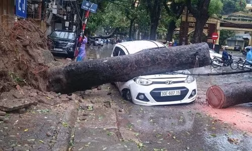 Ha Noi gay do hon 500 cay xanh do anh huong cua con bao so 1