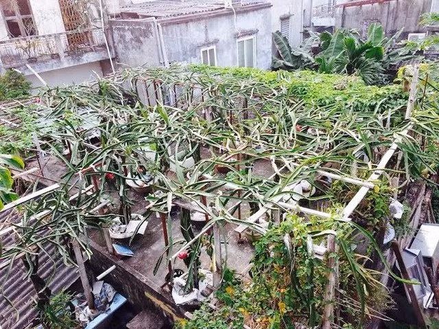 Me tit vuon thanh long tram goc tren... mai nha