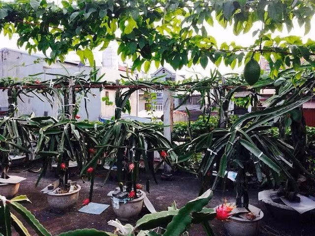 Vườn thanh long trên sân thượng có đủ ánh sáng nên cho quả sai trĩu.