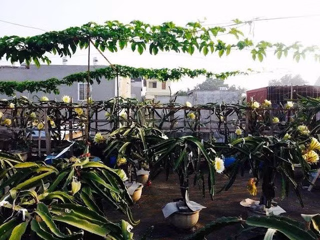 Ông cũng tiết lộ, thanh long là loại cây cực dễ trồng và chăm sóc. Chỉ cần chọn chậu xi măng cao 40cm, có đường kính miệng 40 cm, rồi lấy xỉ than, đất, phân gà, phân NPK trộn với nhau cho vào chậu là trồng được. Trời nắng, cần tưới nước ngày một lần, còn trời mát mẻ như hiện tại thì 2 ngày mới phải tưới. Có hôm bận việc, ông quên tưới nước mà cây cũng chẳng sao, vẫn sống tốt. Thanh long thường ra hoa, đậu quả từ tháng 4 đến tháng 10. Vì thế, mỗi năm ông chỉ bón phân NPK vào gốc cây một lần vào tháng 3 để đón đợt ra hoa vào tháng 4.