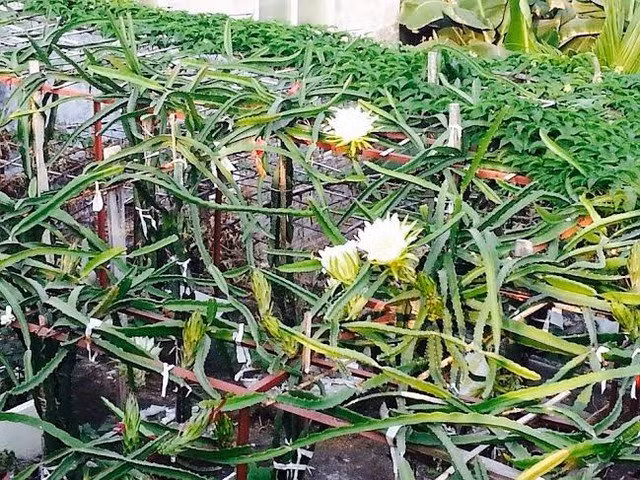 Tuy nhiên, ông Thắng lưu ý, thanh long là loại cây trồng ưa ánh sáng, phải có ánh sáng cây mới ra hoa và đậu quả. Không chỉ trồng trên sân thượng để hứng nắng, gần đây, buổi tối ông còn thắp thêm hai bóng điện để tăng độ sáng cho vườn thanh long. Cây thanh long có ưu điểm là không sâu bệnh, không tốn quá nhiều công chăm sóc, đặc biệt, cây còn không có lá nên đỡ phải quét dọn vườn khi lá rụng. “Tôi trồng phục vụ nhu cầu ăn uống của gia đình là chính, lúc thu hoạch nhiều quá thì đem biếu bớt hàng xóm, cho bạn bè chứ không bán”, ông Thắng nói.