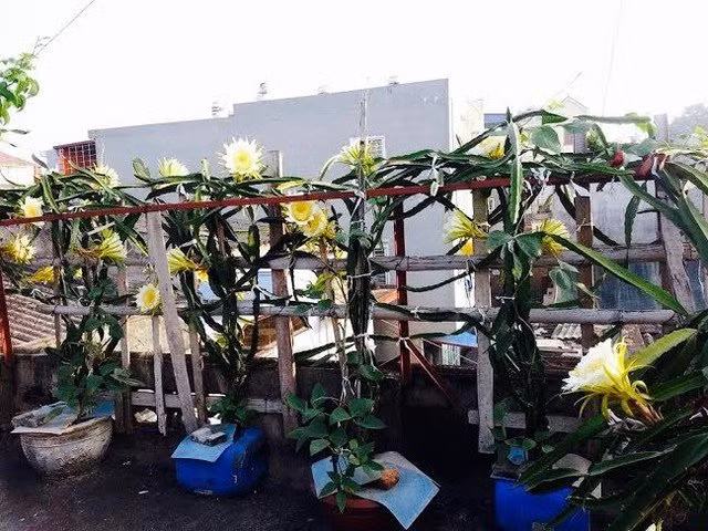 Thanh long được trồng trên sân thượng song cực kỳ nhiều hoa mặc dù đã vào thời điểm cuối mùa.