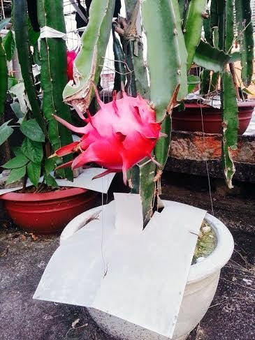 Theo ông Thắng, quả thanh long trồng trên sân thượng ăn ngon, vị rất ngọt.