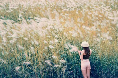Cánh đồng lau – Đà Nẵng Thành phố biển Đà Nẵng vào tháng Mười chợt nắng chợt mưa, những làn gió se se lạnh khiến những bông hoa lau bung nở thành tấm thảm trắng muốt, êm dịu. Giới trẻ Đà Nẵng rất thích thú chụp ảnh trên những cánh đồng lau yên bình, thơ mộng này. Mỗi khi gió thổi, hàng ngàn cành hoa lau chụm vào nhau, trải thành những đợt sóng dài nhấp nhô, là niềm cảm hứng vô tận cho những bạn trẻ yêu thích vẻ đẹp trong sáng, thánh thiện của thiên nhiên. Không chỉ ở Đà Nẵng mới có lau, khu vực ngoại thành Hà Nội cũng có những cánh đồng lau nho nhỏ để các bạn trẻ thỏa mãn niềm đam mê chụp hình.