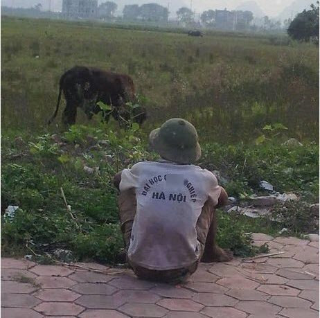 Tôi thấy sinh viên tốt nghiệp đại học ở Hà Nội về quê chăn bò.