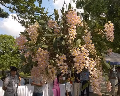 Dù giò Kiều tím "này khủng" như vậy, nhưng giá lại khá bình thường, khoảng 18 triệu đồng. Trong thế giới hoa lan, không phải cứ giò hoa to, cây "khủng" là đắt tiền. Có những giò hoa, giống lan nhỏ, nhưng giá bán hàng trăm triệu đồng. Nhưng đó là dành cho người chơi lan chuyên nghiệp. Với những người mới chơi lan, giò lan khủng kiểu như thế này luôn có sức hấp dẫn, thuyết phục rất lớn.