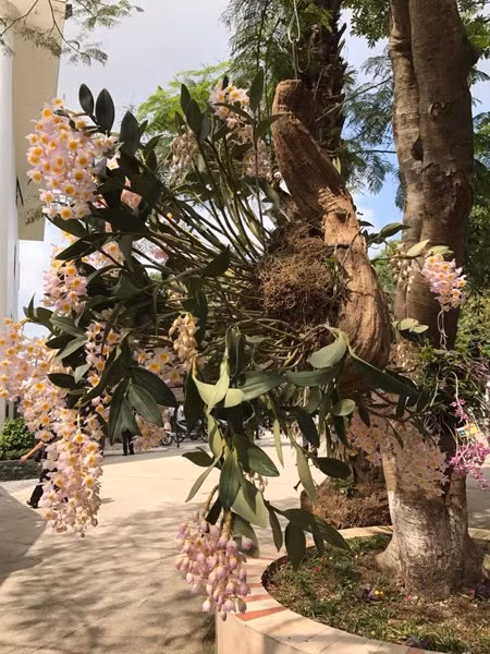 Giò Kiều khủng được treo trang trọng trong Ngày hội hoa lan Ninh Bình, tổ chức tại KS Hoa Lư, Ninh Bình.