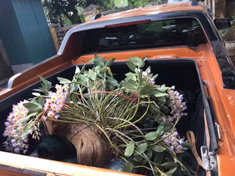 Giò lan khủng gần kín thùng chiếc xe bán tải.